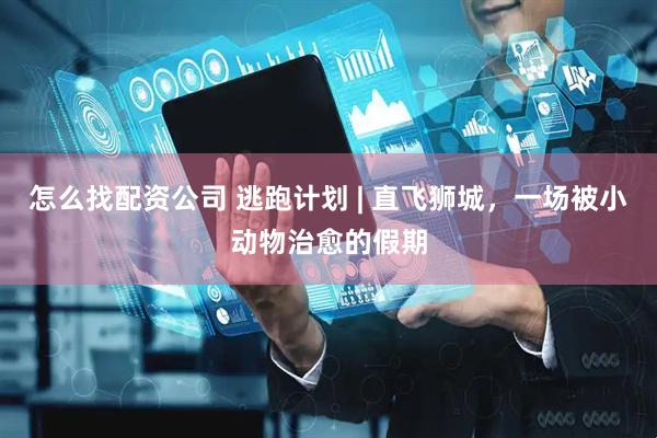 怎么找配资公司 逃跑计划 | 直飞狮城，一场被小动物治愈的假期